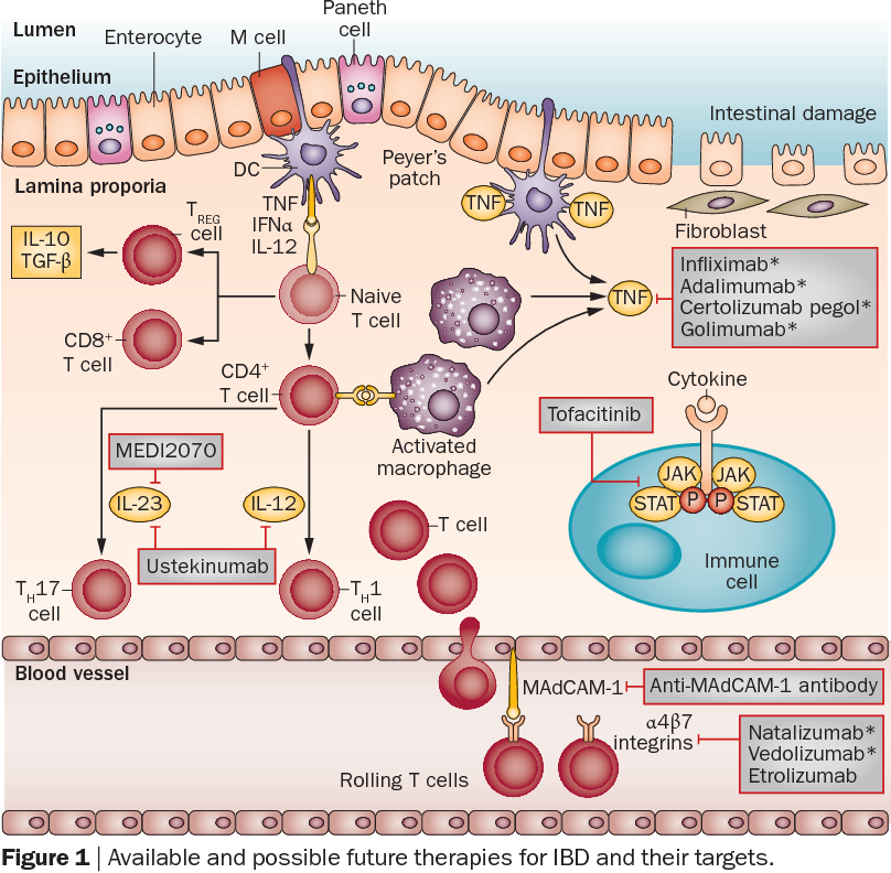 Figure｜Available and possiblie future  therapies for IBD and their targets.